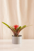 Guzmania Denise