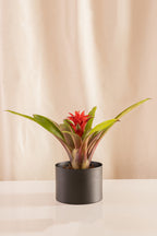 Guzmania Denise
