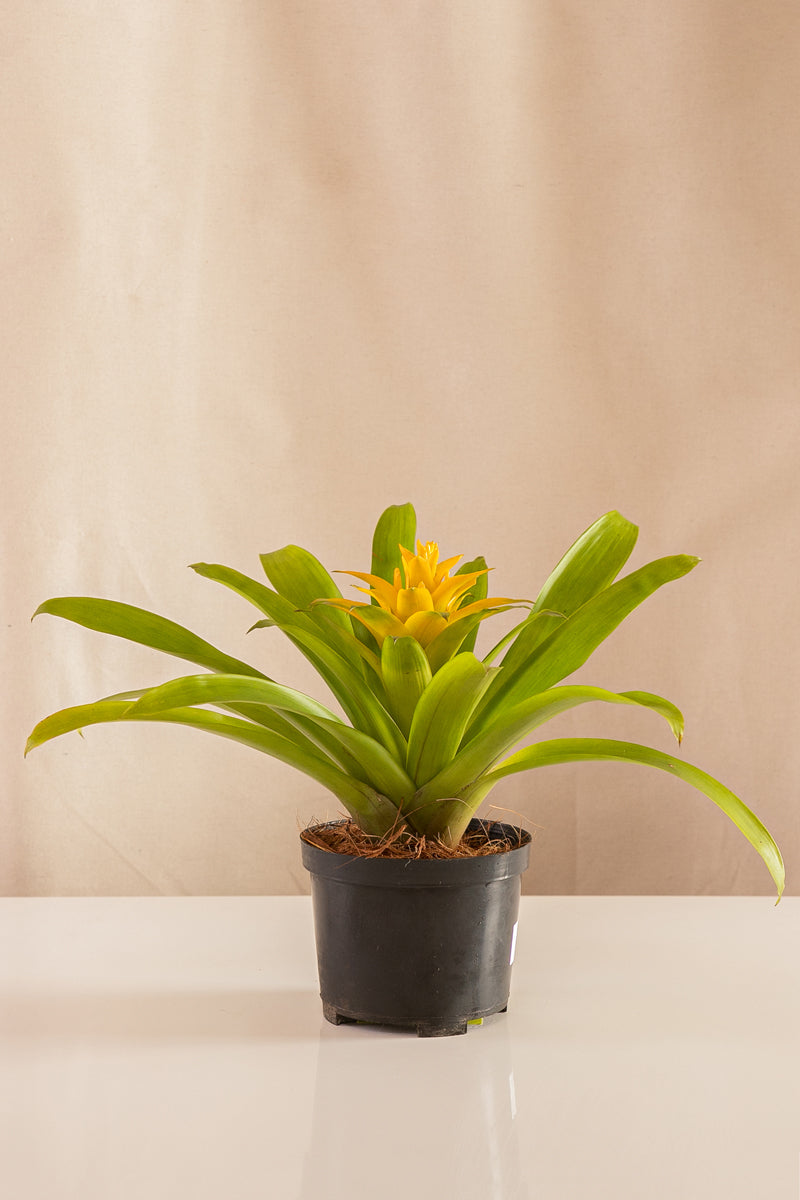 Guzmania Diana