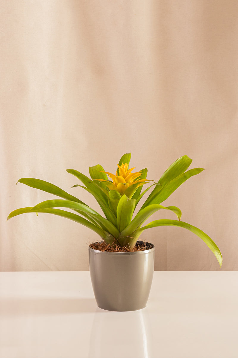 Guzmania Diana