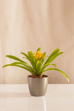 Guzmania Diana