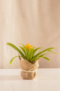 Guzmania Diana