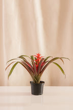 Guzmania Fiesta