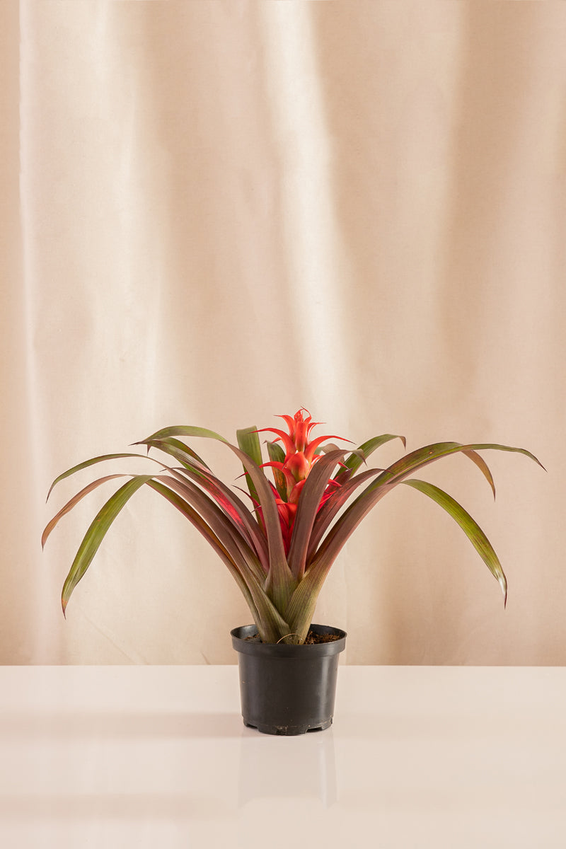 Guzmania Fiesta