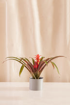 Guzmania Fiesta