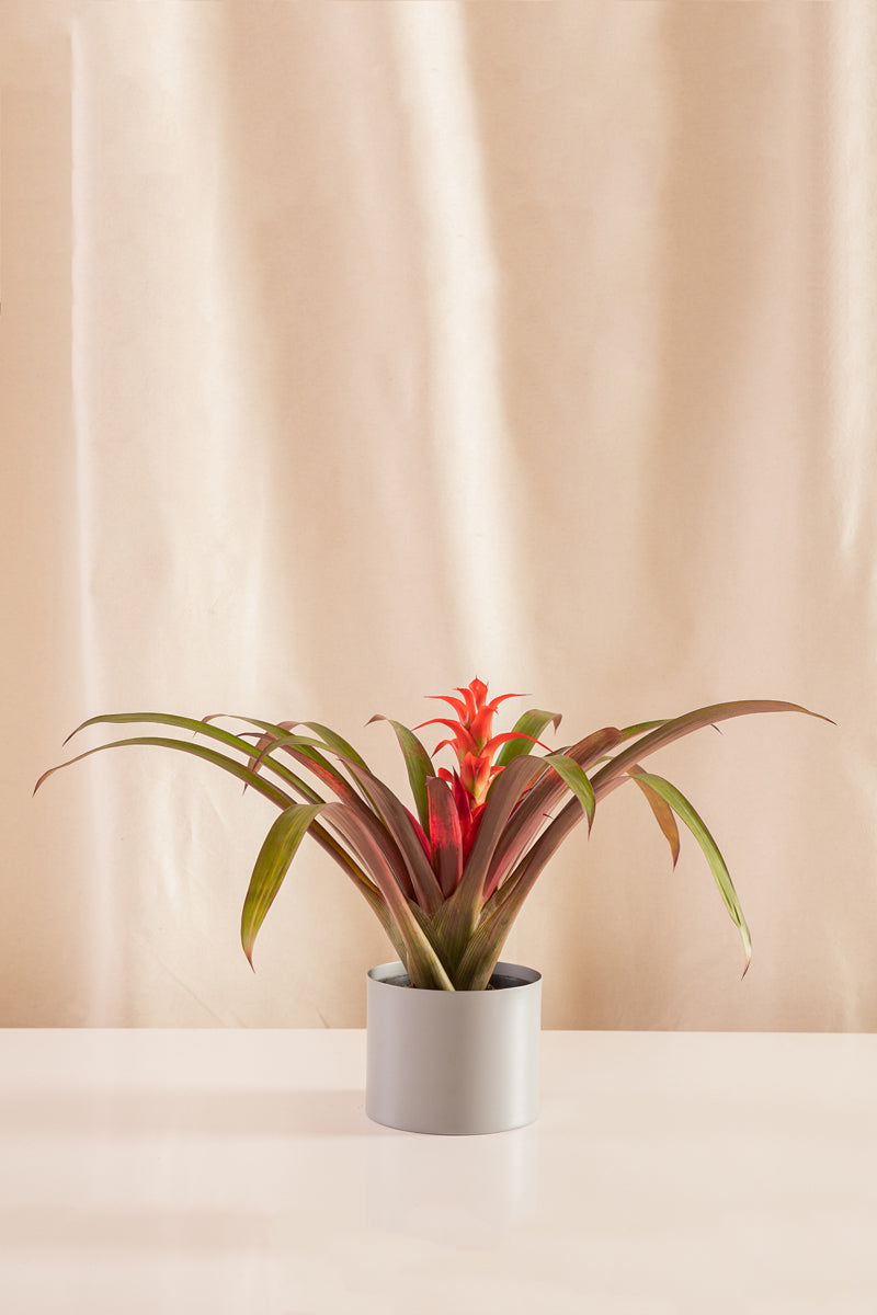 Guzmania Fiesta