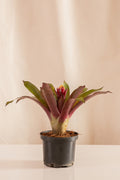 Guzmania Focus