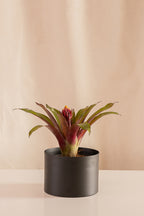Guzmania Focus