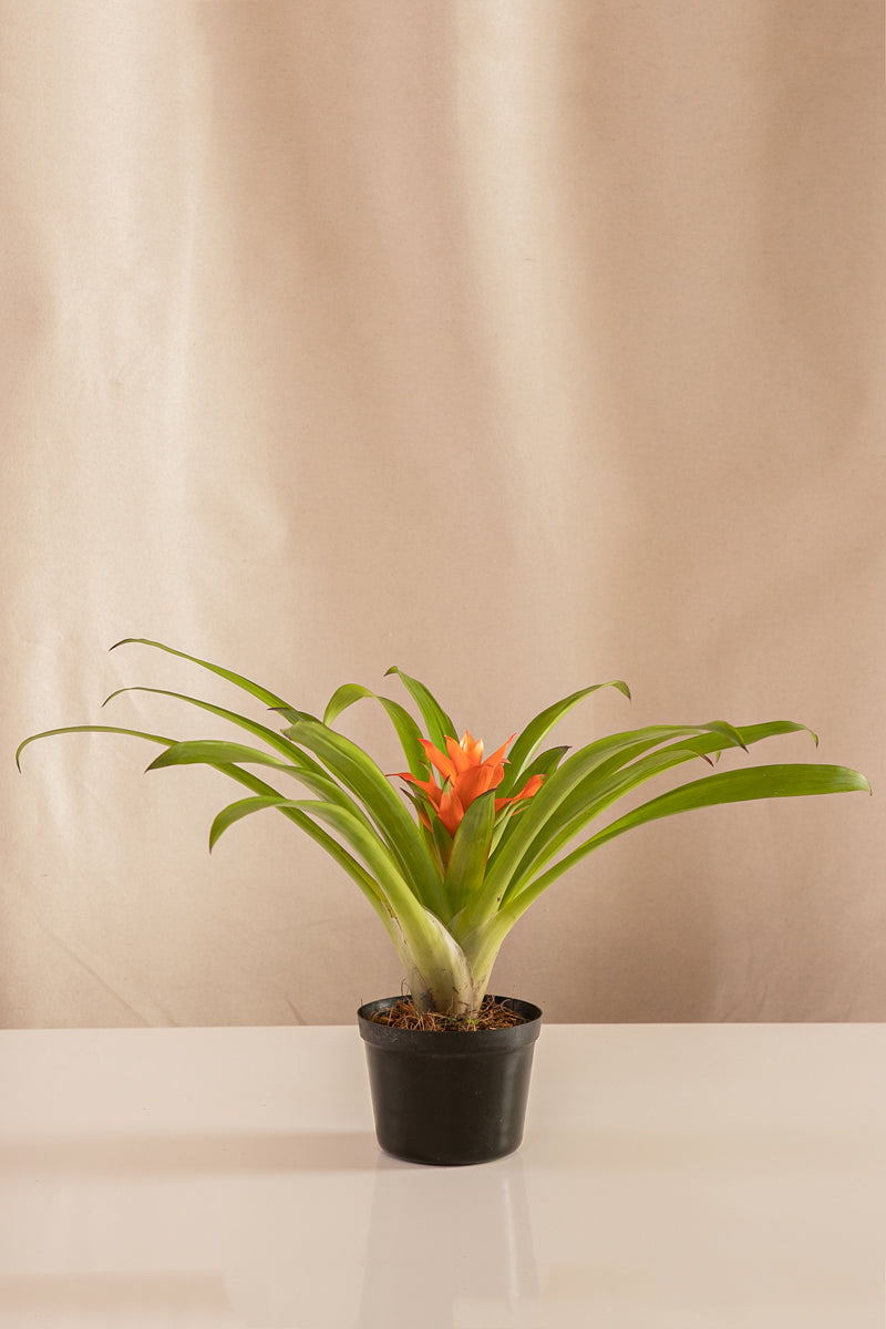 Guzmania Glosita