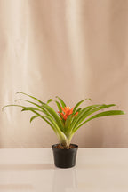 Guzmania Glosita