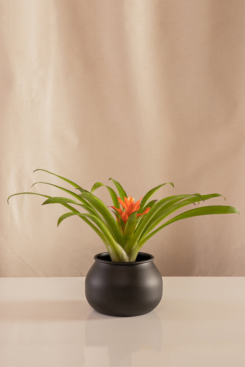 Guzmania Glosita