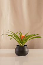 Guzmania Glosita