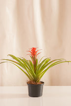 Guzmania Grand-Prix