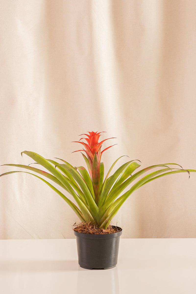 Guzmania Grand-Prix