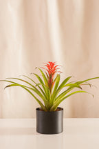 Guzmania Grand-Prix