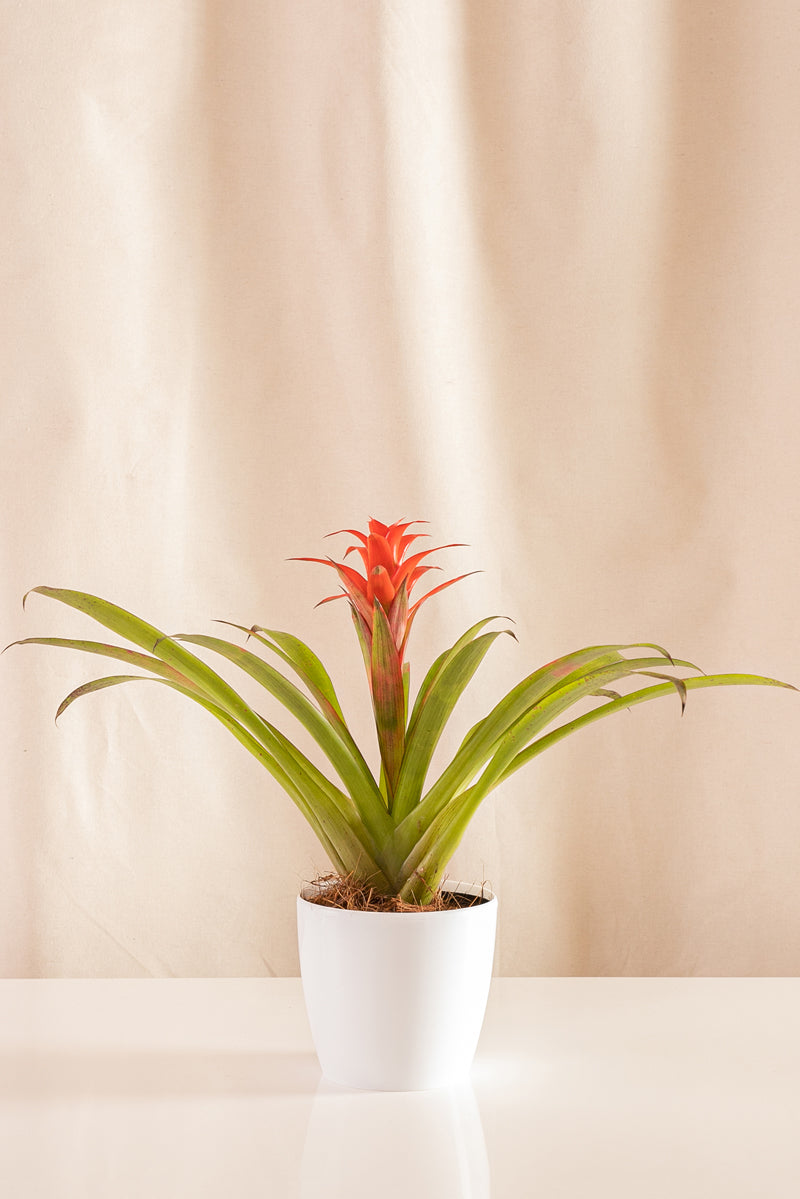 Guzmania Grand-Prix