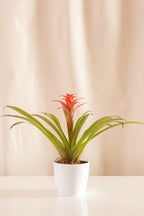 Guzmania Grand-Prix