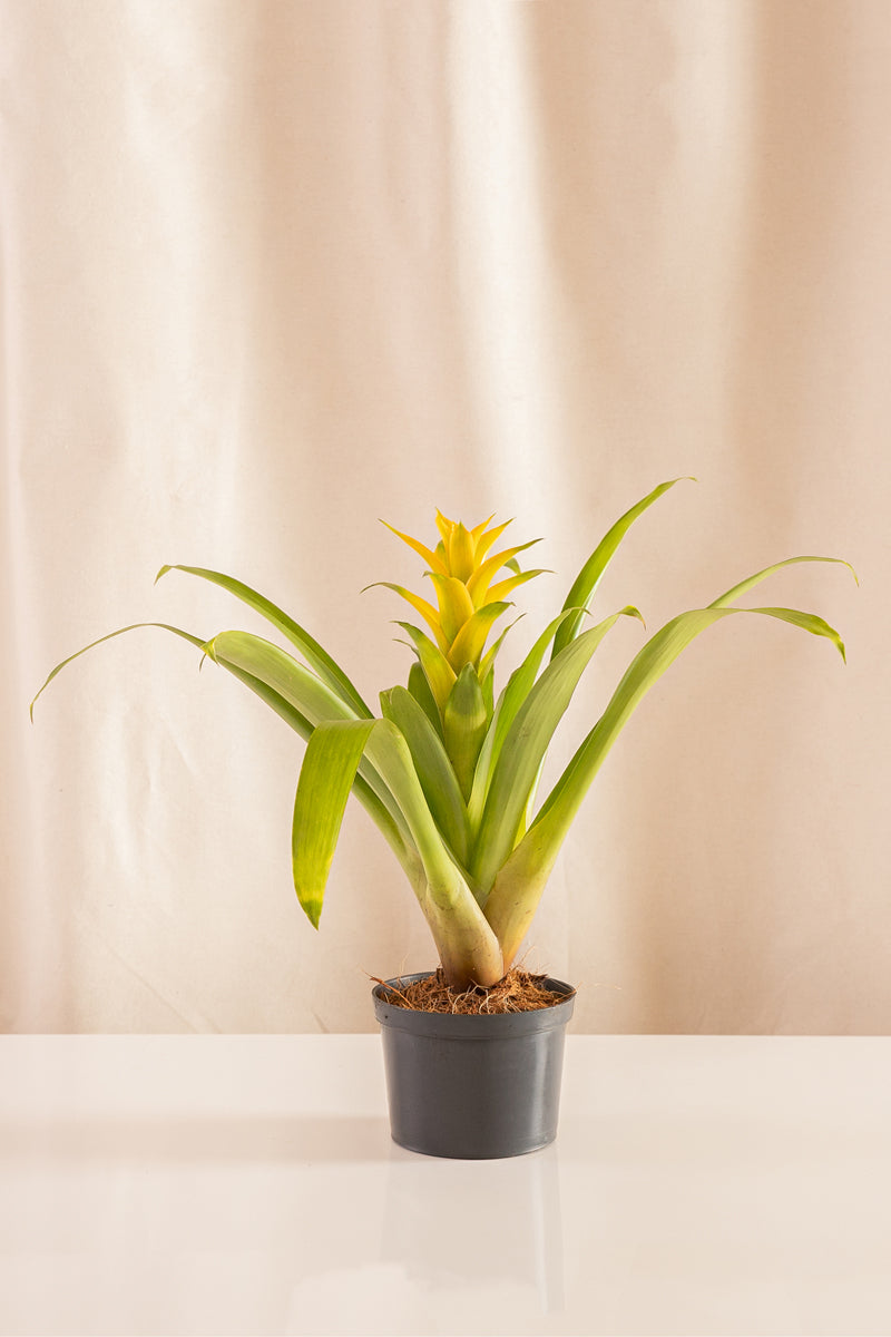 Guzmania Hilda