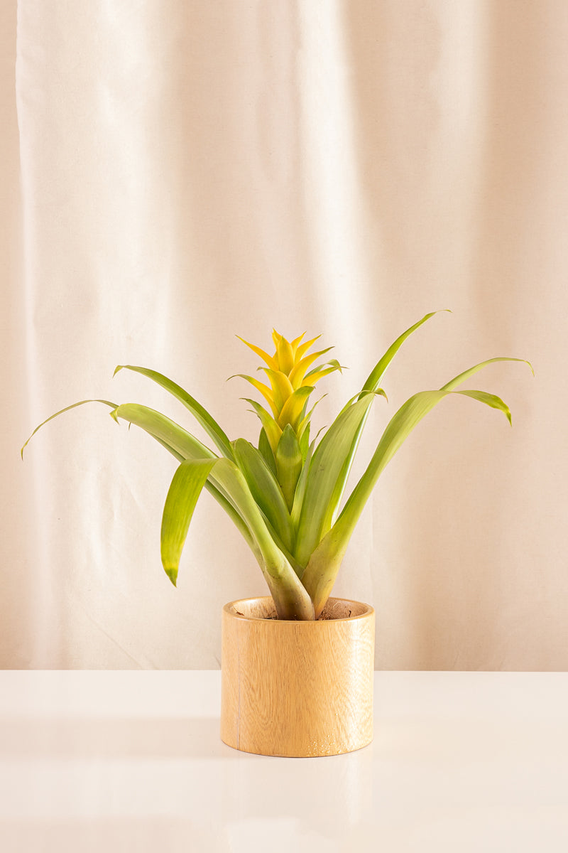Guzmania Hilda