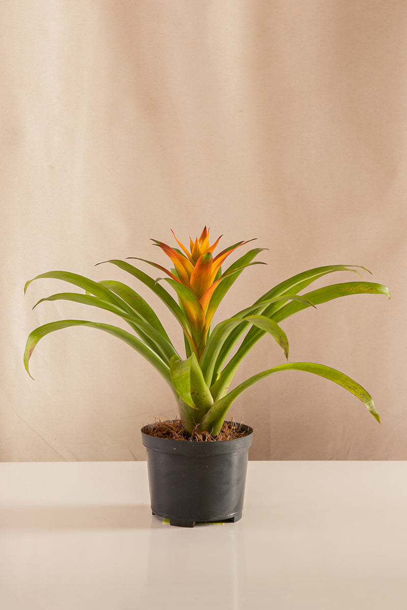 Guzmania Jive