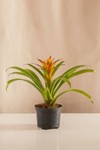 Guzmania Jive