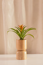 Guzmania Jive