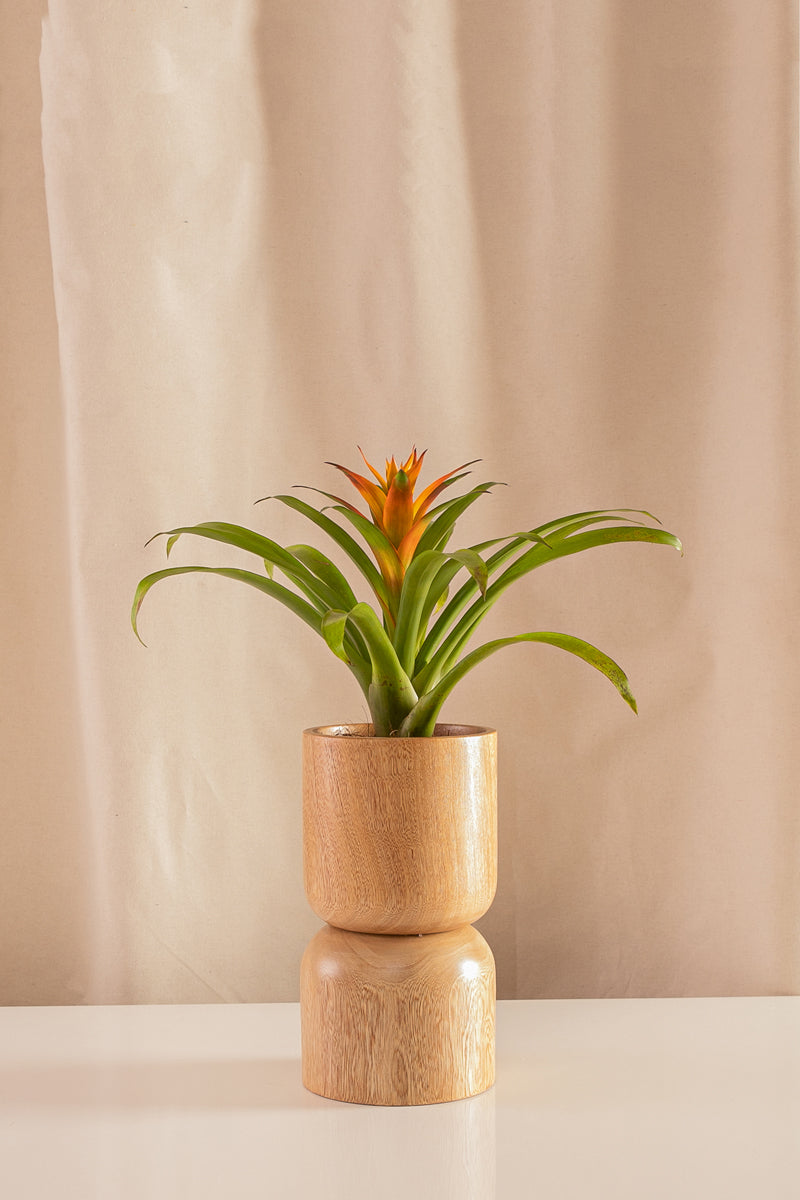 Guzmania Jive