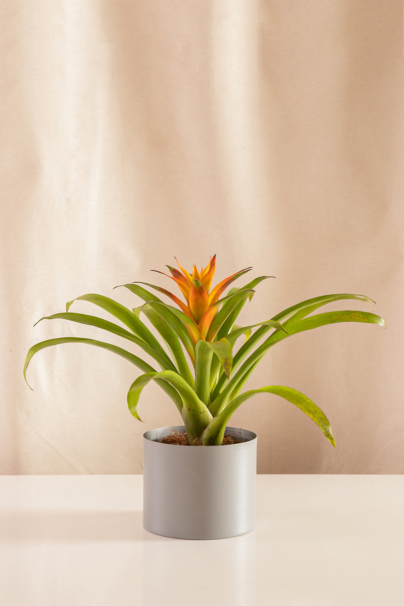 Guzmania Jive