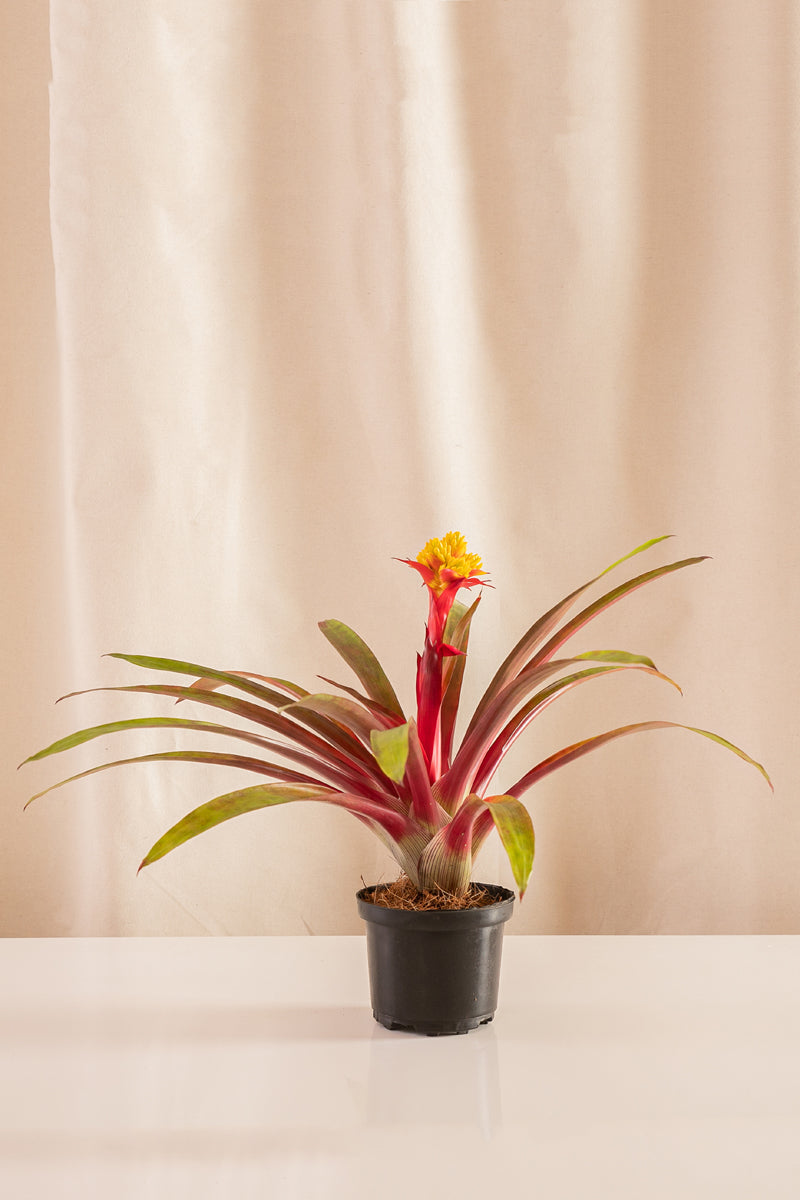 Guzmania Limonium