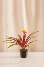 Guzmania Limonium
