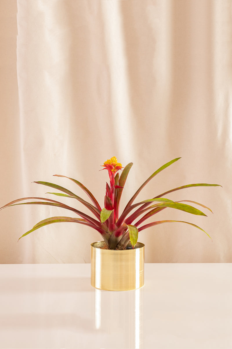 Guzmania Limonium