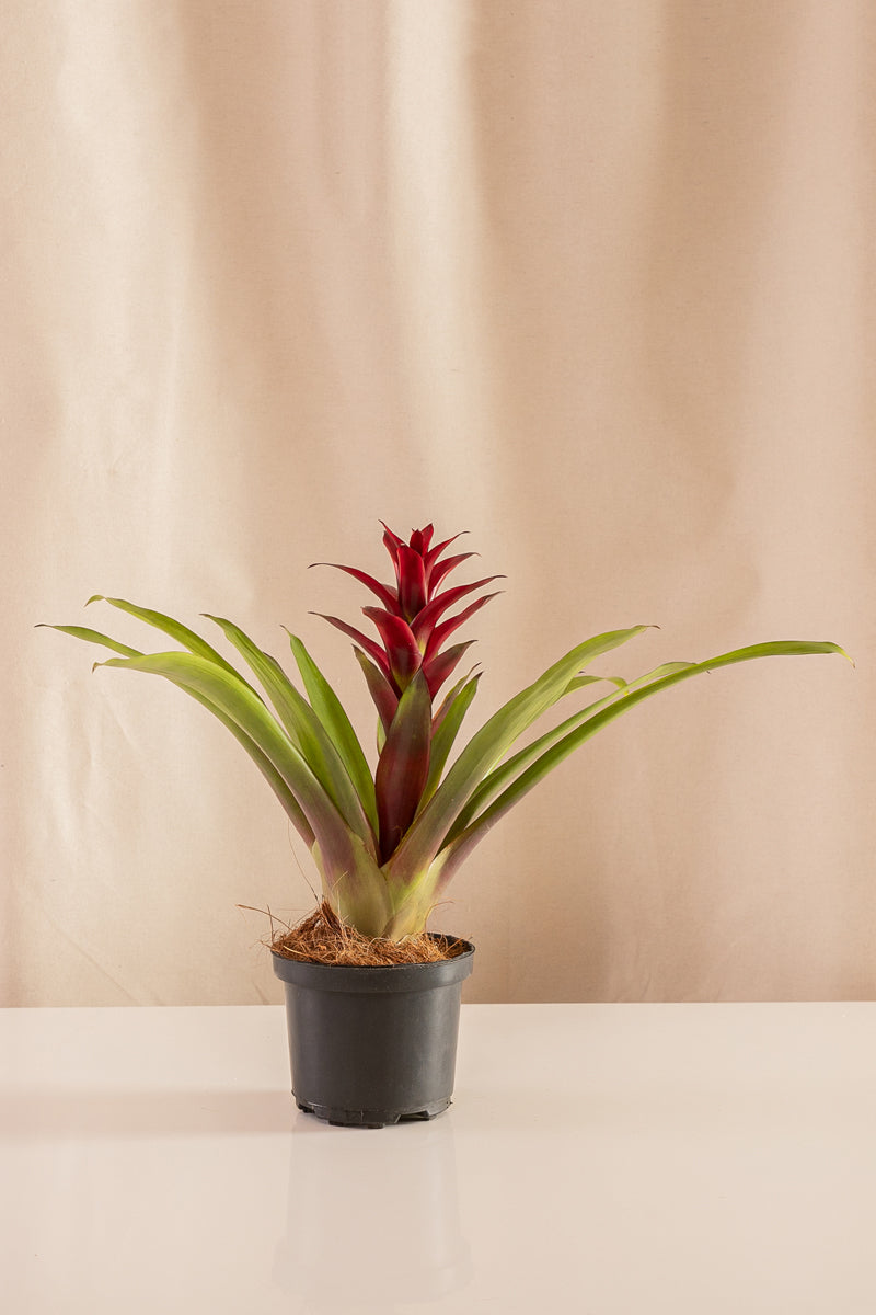 Guzmania Luna