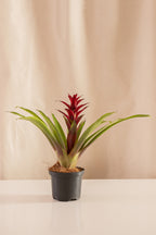 Guzmania Luna