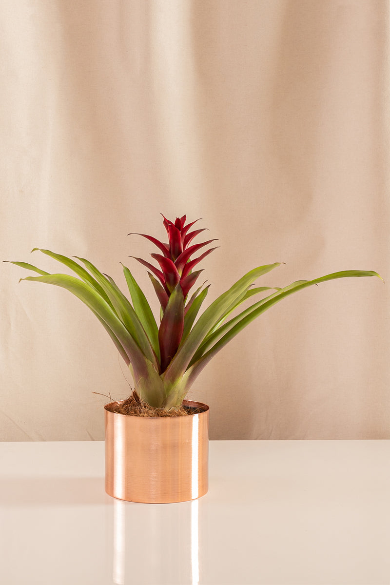 Guzmania Luna