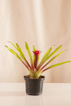 Guzmania Meteoro