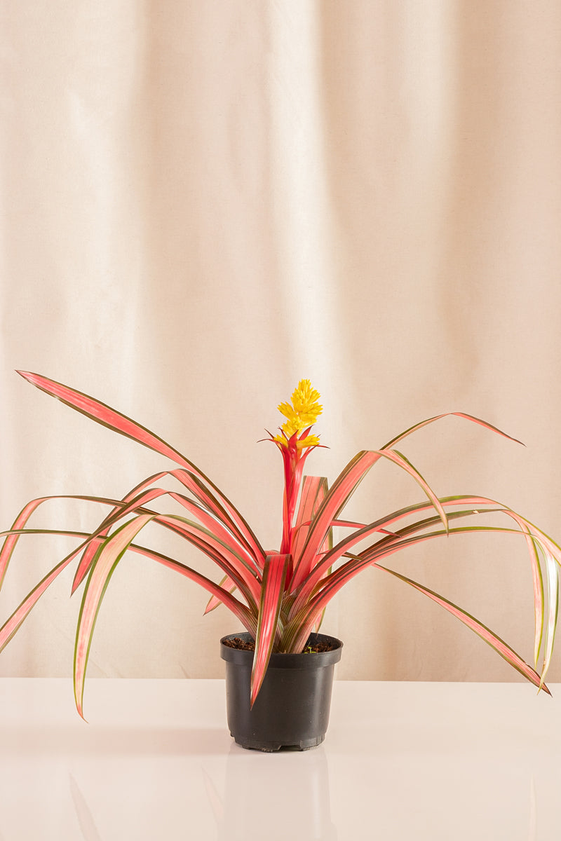 Guzmania Moreana