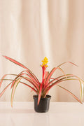 Guzmania Moreana