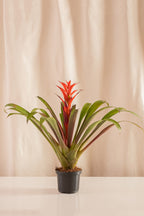 Guzmania Ostara