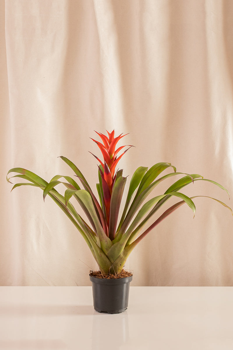 Guzmania Ostara