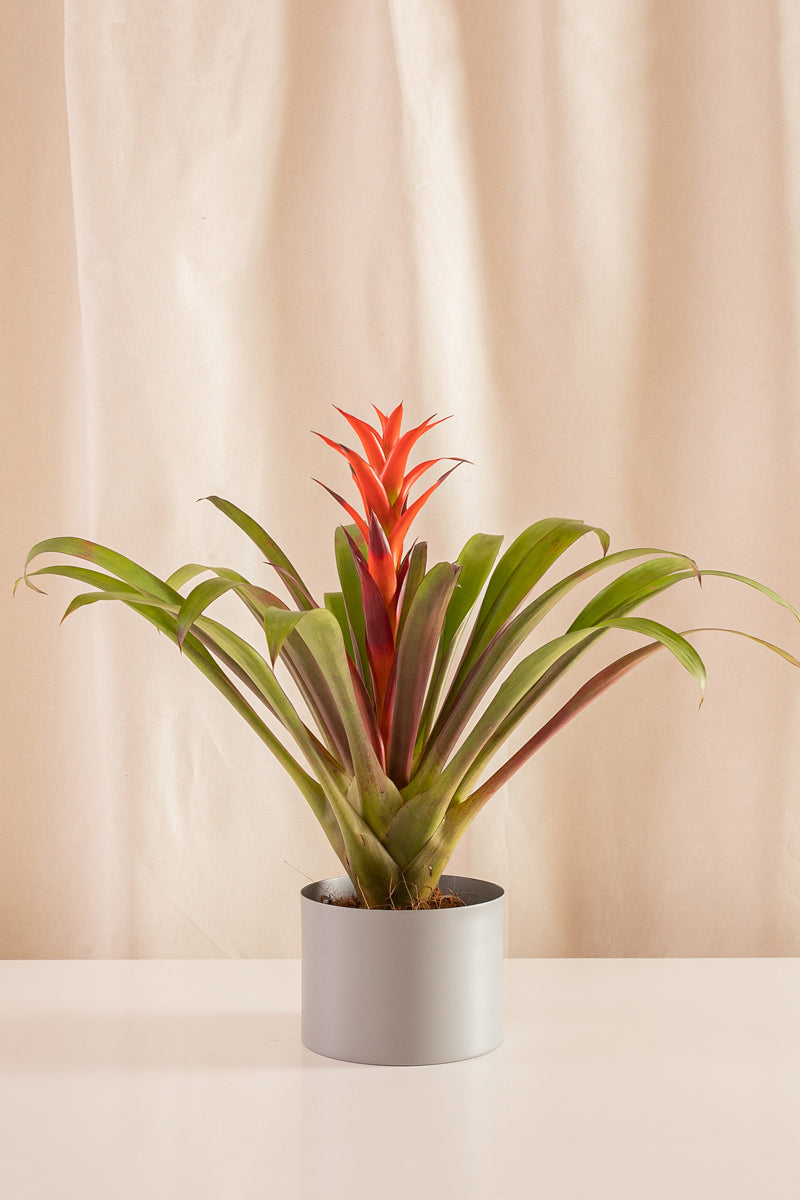 Guzmania Ostara