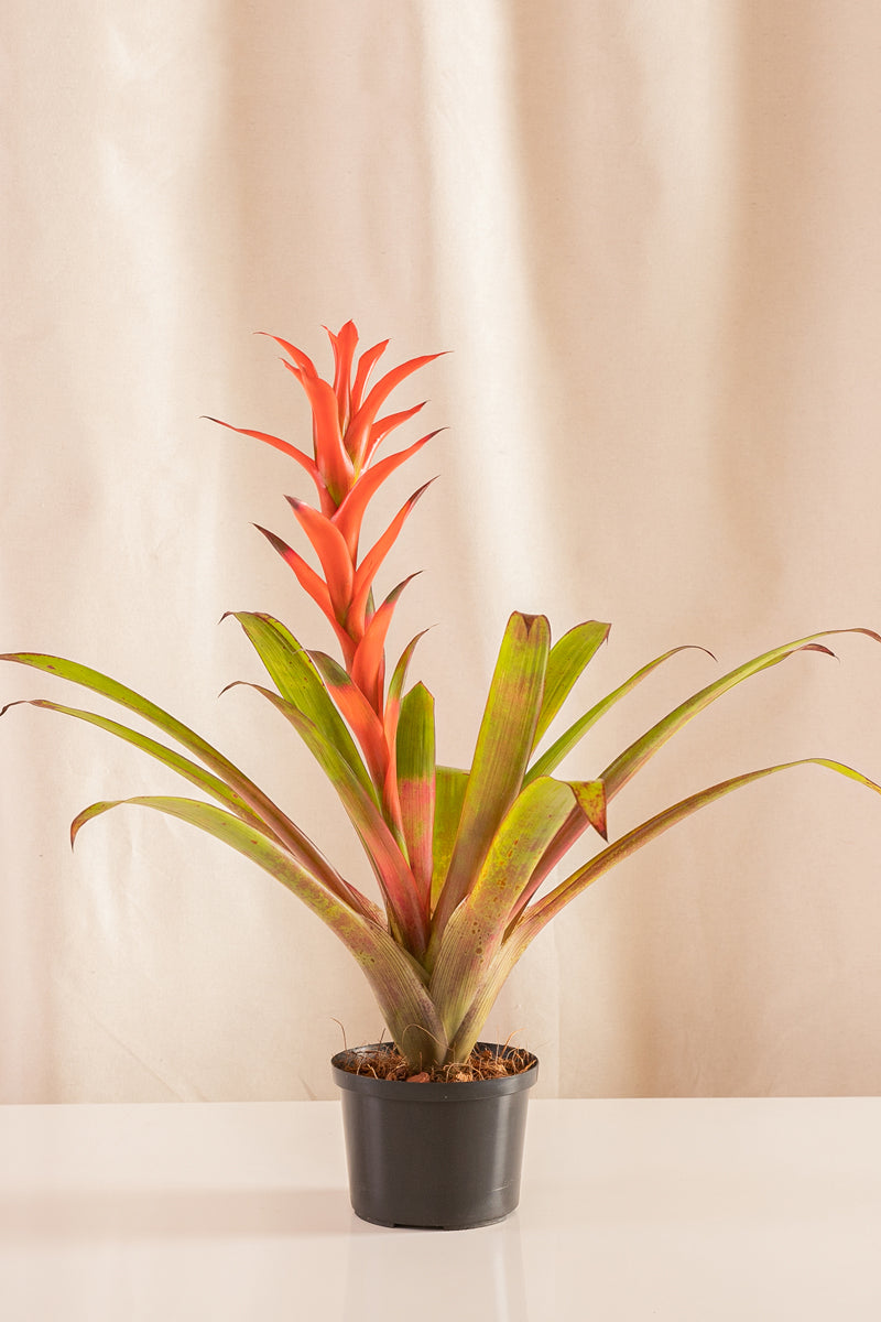 Guzmania Rana