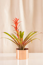 Guzmania Rana