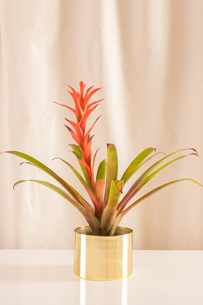Guzmania Rana