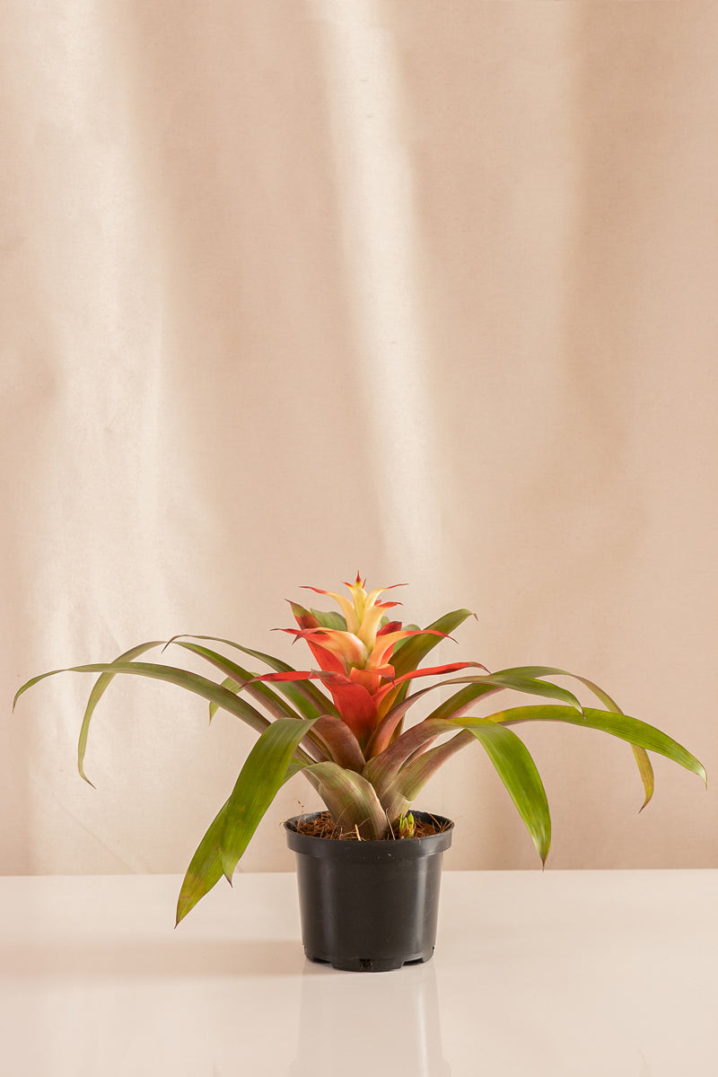 Guzmania Salsa Gigante