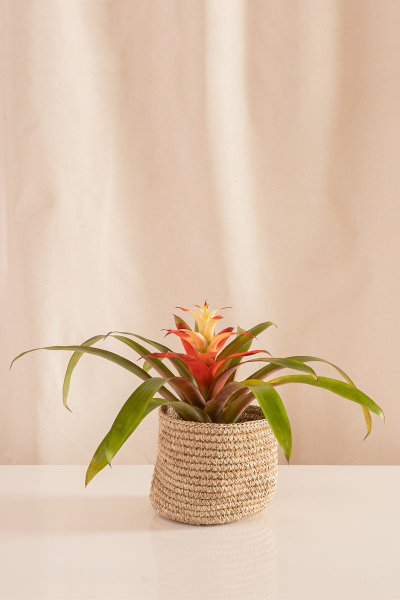 Guzmania Salsa Gigante