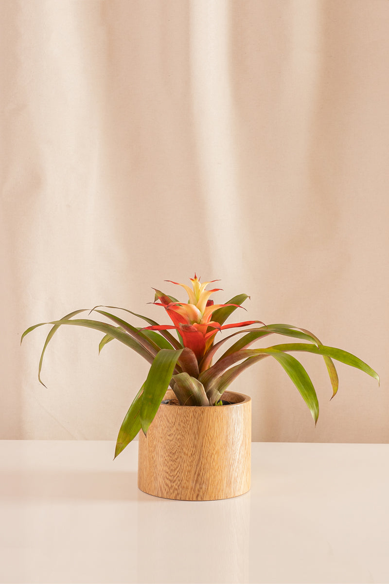 Guzmania Salsa Gigante