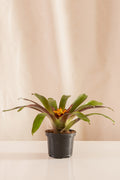 Guzmania Soledo