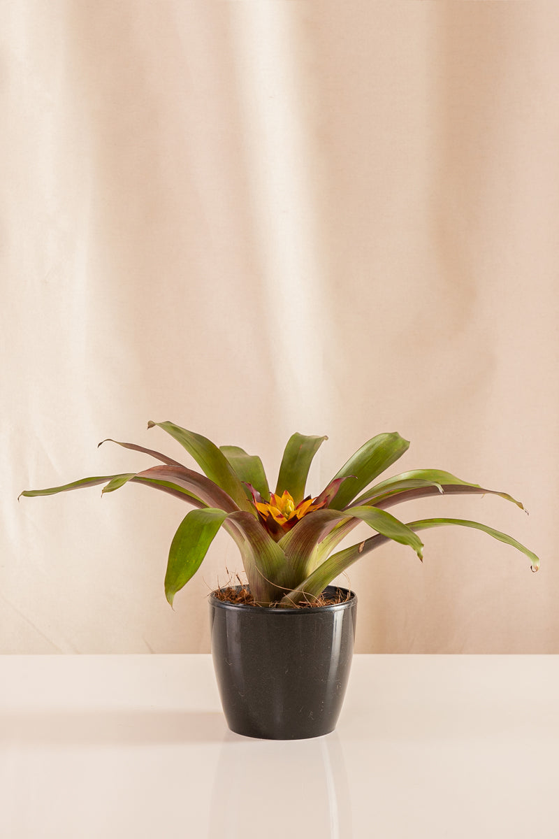 Guzmania Soledo