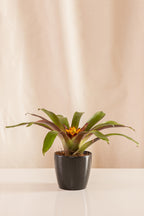 Guzmania Soledo