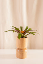 Guzmania Soledo